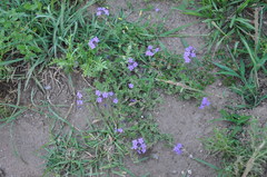 Glandularia venturii