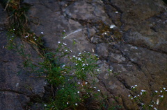 Stevia trifida