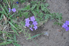 Glandularia venturii