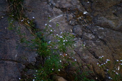 Stevia trifida