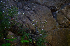 Stevia trifida