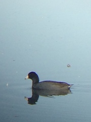 Fulica americana