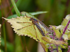 Diogmites discolor
