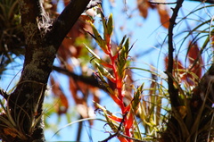 Tillandsia dugesii
