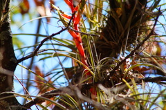 Tillandsia dugesii