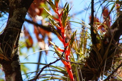 Tillandsia dugesii