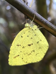 Eurema mandarina