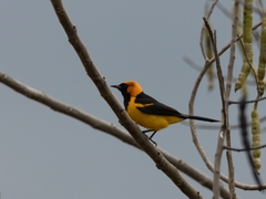 Icterus auricapillus