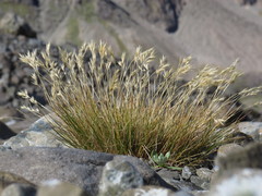 Rytidosperma setifolium