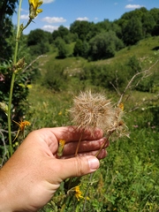 Tragopogon dasyrhynchus