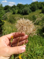 Tragopogon dasyrhynchus
