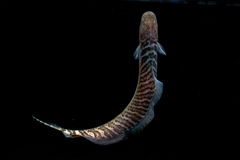 Gymnotiformes