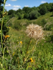 Tragopogon dasyrhynchus