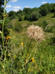 Tragopogon dasyrhynchus