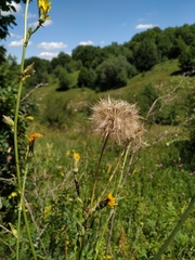 Tragopogon dasyrhynchus