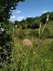 Tragopogon dasyrhynchus