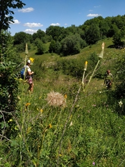 Tragopogon dasyrhynchus