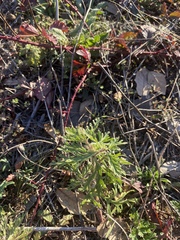 Leucospora multifida