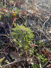 Leucospora multifida