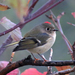 Ruby-crowned Kinglet - Photo (c) Charlotte Bill, some rights reserved (CC BY-NC), uploaded by Charlotte Bill