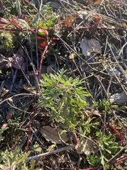 Leucospora multifida