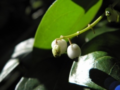 Chiococca alba