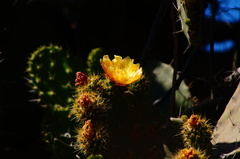 Opuntia leucotricha
