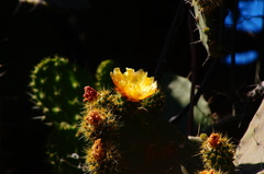 Opuntia leucotricha