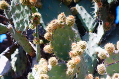 Opuntia leucotricha