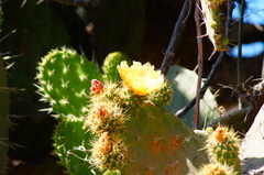 Opuntia leucotricha