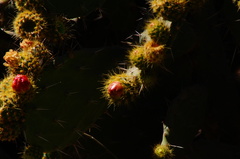 Opuntia leucotricha