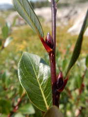 Salix planifolia