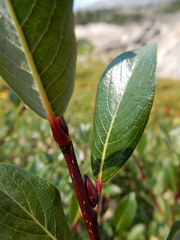 Salix planifolia