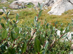 Salix planifolia