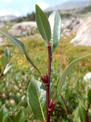 Salix planifolia