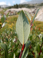Salix planifolia