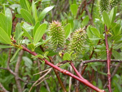 Salix planifolia