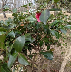 Camellia vernalis