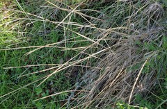 Tridens albescens