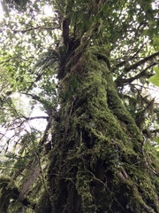 Taxus globosa