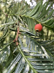 Taxus globosa