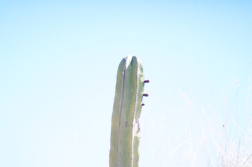 Marginatocereus marginatus