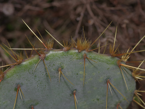 Opuntia orbiculata