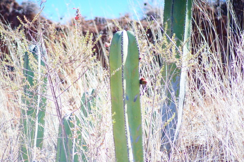 Marginatocereus marginatus