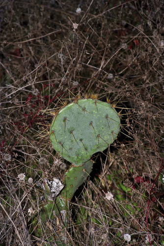 Opuntia orbiculata
