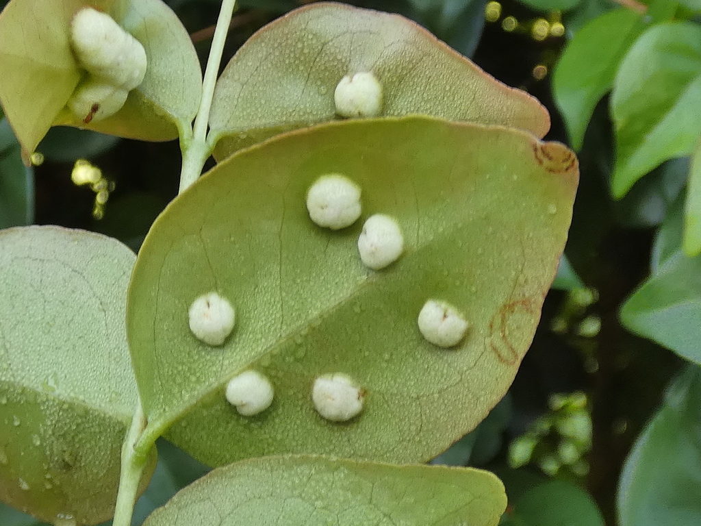 Eugeniamyia dispar