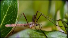 Gynoplistia pedestris