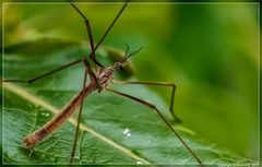 Gynoplistia pedestris