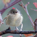 Ruby-crowned Kinglets - Photo (c) Charlotte Bill, some rights reserved (CC BY-NC), uploaded by Charlotte Bill