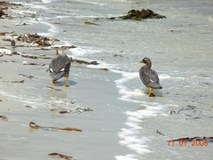 Tachyeres brachypterus